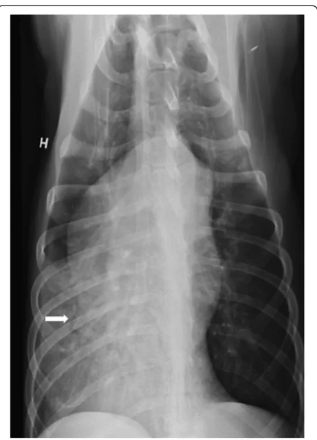 Figure 5 Ventrodorsal radiograph of the lung of case 2, firstday of admission to hospital