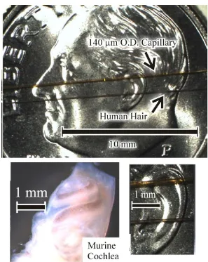 Figure 1-1: Image of murine cochlea for size comparison. U.S. dime with micro-capillary polyimide tubing used for cochlear infusions (140 µm OD) and human hair (50 µm to 70 µm OD)