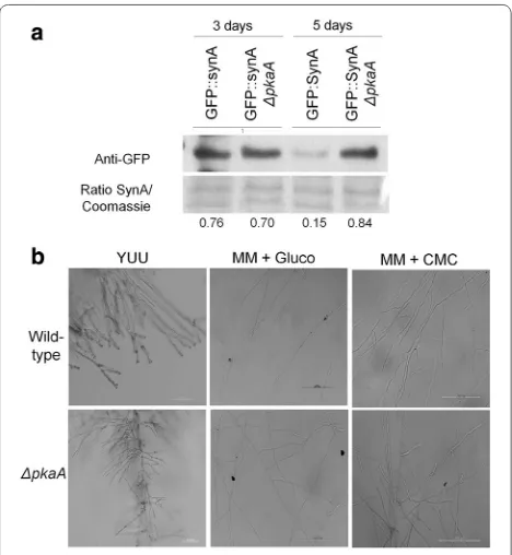 Fig. 3 Deletion of pkaA results in increased hyphal branching. a Western blot of GFP::SynA