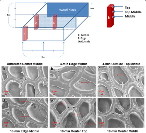 Fig. 7 Diagram of the wood block and selected sample positions for morphological analysis by scanning electron microscopy (top)