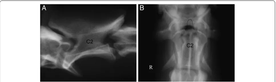 Figure 1 Lateral (A) and ventrodorsal (B) radiographs of the cranial cervical vertebrae of dog 1