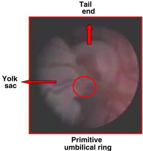 Fig. 1 Embryo (view from above) at 5 weeks