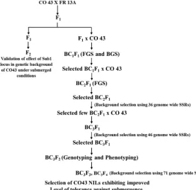Figure 1. Breeding scheme for developing a submergence tolerant version of CO 43 