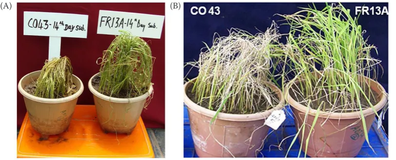 Figure 2. Differential responsiveness of rice genotypes (CO 43 and FR13A) to 13 days of submergence stress: immediately after de-submergence (A), 10 days after de-submergence (B)