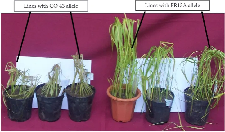 Figure 4. Differential responsiveness of rice F3 progenies (CO 43 × FR13A) segregating for Sub1 locus to 13 days of submergence stress
