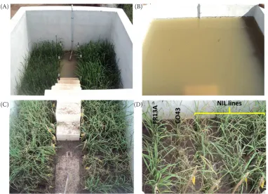 Figure 6. Evaluation of rice CO 43 NILs for submergence tolerance at seedling stage