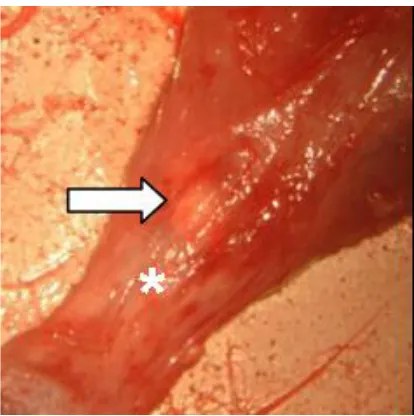 Figure 6. Macroscopic evaluation of the Achilles tendon in the 14is observed retraction of the proximal stump (white arrow) of the Achilles tendon and scar tissue formation (*) in the space between the edges of the tendon