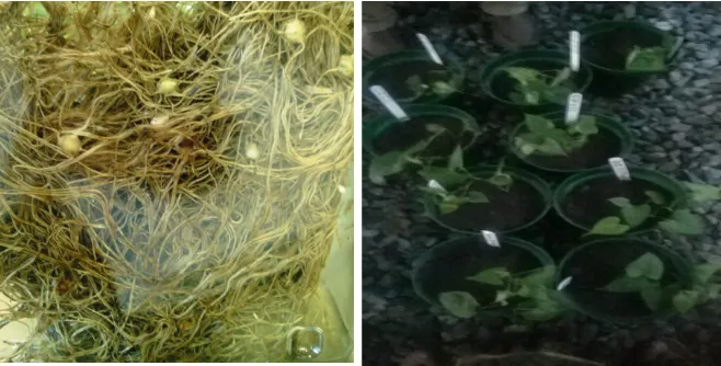 Figure 3. In vitro microtubers weighing 0.3–2.7 g (left) planted and sprouted (right)