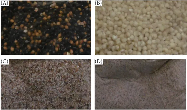 Figure 1. Ruzrok sorghum variety grown for biomass production in the field (A) and a representative panicle field (experimental plots of the Crop with mature grains (B) grown in the Research Institute, Prague-Ruzyně)