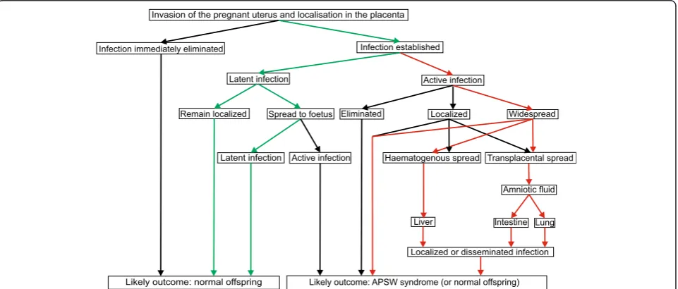 Figure 1 Schematic outcomes of an intrauterine infection withspread of(indicated by red and greens arrows)