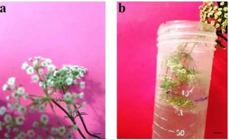Figure 2. Floral dip of ajowan medicinal plant: umbrella-like inflorescence of ajowan ready for inoculation with Agro-bacterium (bar = 0.5 cm) (a), submerging of ajowan inflo-rescence in Agrobacterium cell culture (bar = 0.5 cm) (b); (unpublished data of the authors)