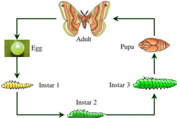 Fig. 1 Metamorphosis evolution 
