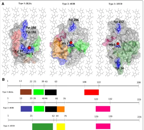 Fig. 7 Visualization of type-specific motifs on crystal structures and linear sequences