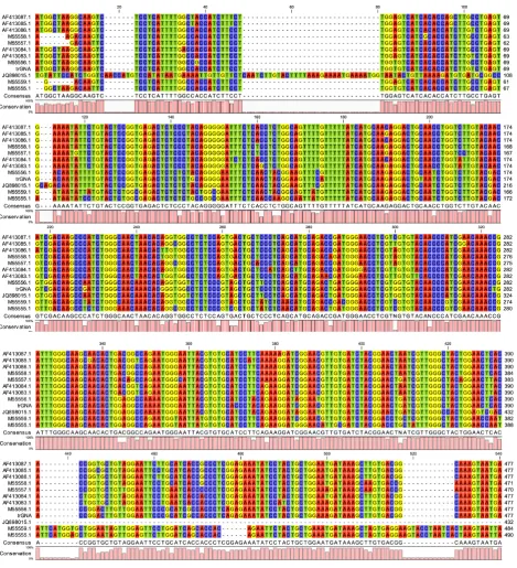 Figure 3. In-silico analysis – multiple DNA sequence alignment indicating the presence of conserved sequence regions (performed with the CLC Sequence Viewer 7.6.1 software)
