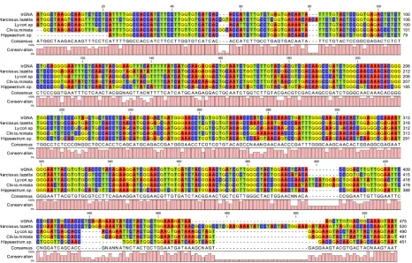 Figure 5. In-silico analysis – multiple protein sequence alignment indicating the presence of consensus sequence motif responsible for detection of α-D-mannose binding region (boxed in black) in different Amaryllidaceae species (performed with the CLC Sequence Viewer 7.6.1 software)