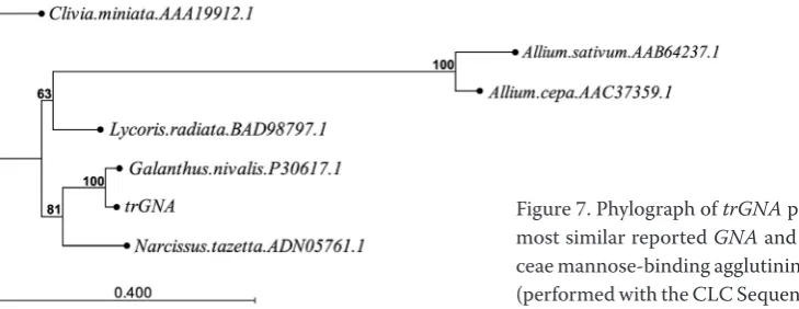 Figure 6. Phylograph of trGNA with previously re-ported GNA nucleotide sequences (performed with the CLC Sequence Viewer 7.6.1 software)