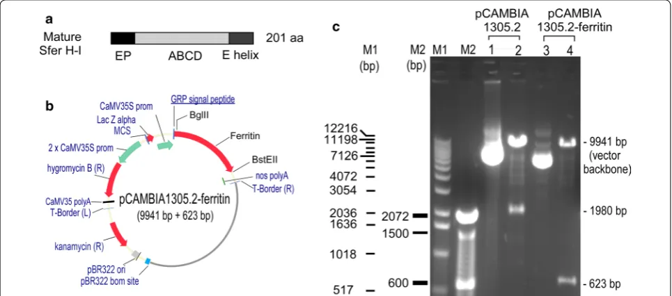 Fig. 6 Construct for expressing soybean ferritin extracellularly in Arabidopsis. a Mature form of soybean ferritin H‑1 (Sfer H‑I) was used for gene synthesis