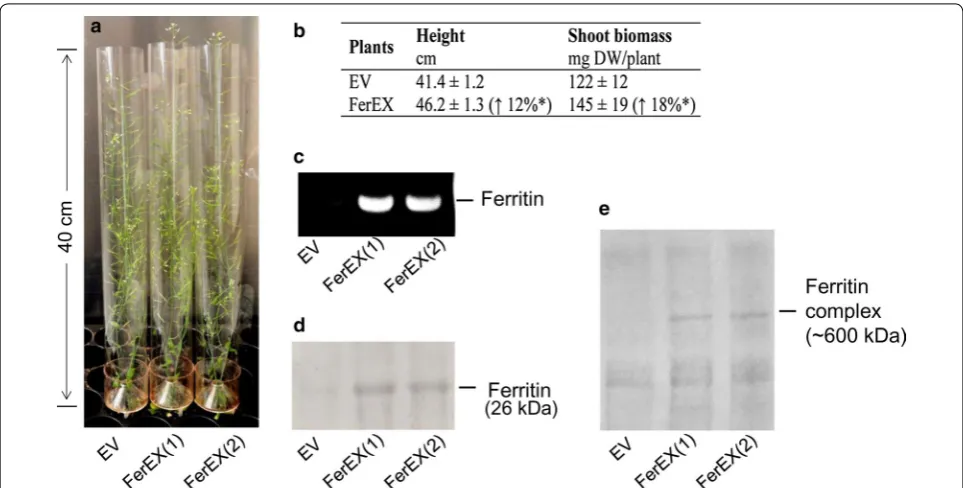 Fig. 1 Plant growth images for representative transgenic plants and their Western blot analyses
