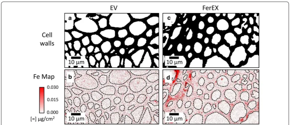 Fig. 4 X‑ray fluorescence microscopy (XFM) elemental maps for Fe in stem cross sections of extracellular ferritin‑expressing and control Arabidopsis plants