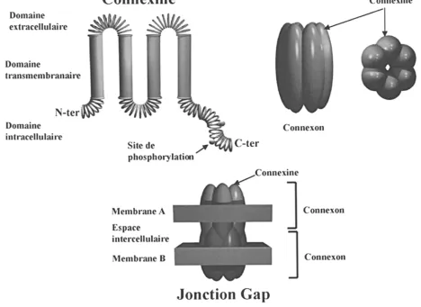 Figure 1 : Reprdsentation des connexines et de la jonction Gap. 