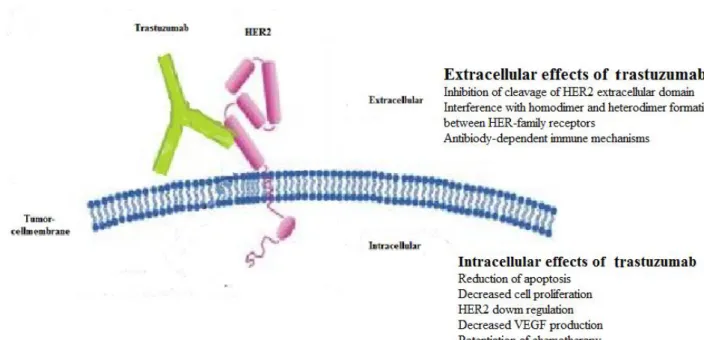Figure 5. Extracellular and intracellular mechanisms of anti-HER2 treatment, trastuzumab  1.3.6  Endocrine therapy 
