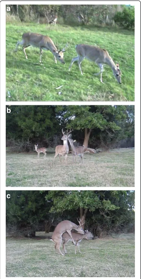 Figure 1 Courtship and mating behaviors of the pampas deer:a) Low stretch, b) Raised head and orientation toward themale, c) Mount.