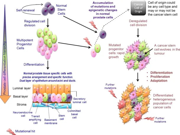 Figure 1.6. The cancer stem cell hypothesis and progression of prostate cancer. 