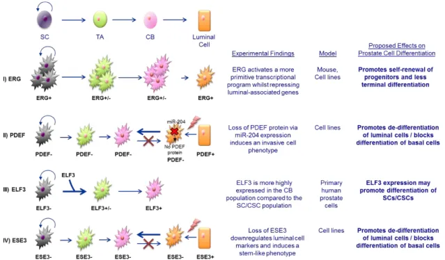 Figure  1.9.  Proposed  mechanisms  of  ETS  factor-induced  de-differentiation  of  prostate  cancer  epithelial cells