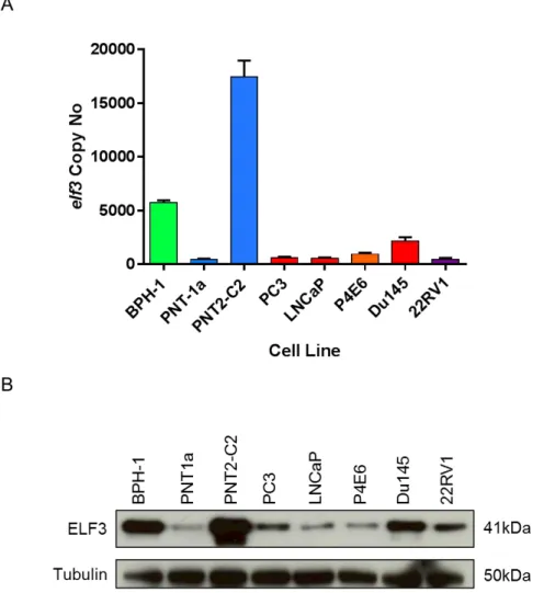 Figure 3.1. mRNA and protein expression of ELF3 in prostate epithelial cell lines. 
