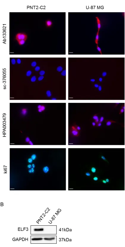 Figure 3.6. Testing ELF3 antibodies for immunocytochemistry using ELF3-negative cell line U-87  MG