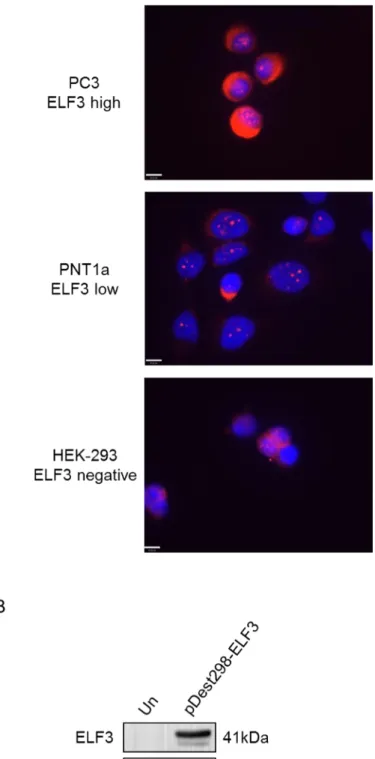 Figure 3.7. Testing ELF3 antibodies for immunocytochemistry using alternative fixation method