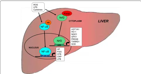 Table 3 Relative transcript levels of genes encoding acutephase proteins in the liver of lactating and non-lactatingsows on day 20 of lactation