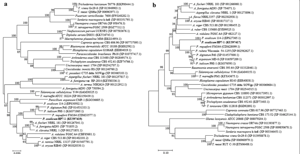 Fig. 6 Unrooted phylogenetic analysis of POX02484 (a) and POX08522 (b) and putative homologs