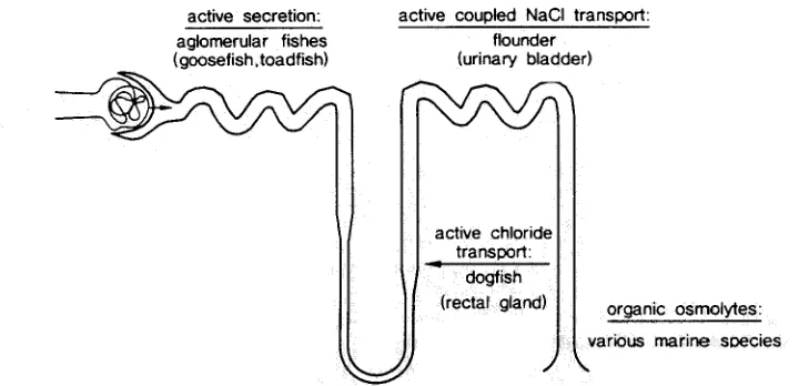 Fig. 1. Schematic representation of a mammalian (human) nephron indicating some of the main segments where marine biology has considerably contributed to elucidating the cellular and molecular mechanism of their function 