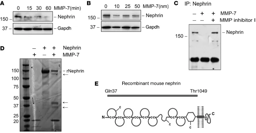 Figure 7. MMP-7 reduces nephrin and podocin levels in isolated glomeruli. (A) Rat glomeruli were incubated separately with MMP-2 (1 μg/ml or 13.88 nM), MMP-7 (50 nM), and MMP-9 (1 μg/ml or 10.9 nM) and glomerular lysates were immunoblotted for nephrin