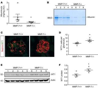 Figure 10. Mice with global ablation of MMP-7 are protected from Ang II–induced glomerular injury
