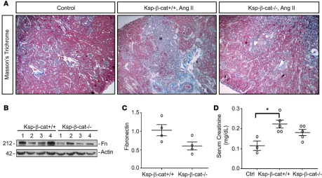 Figure 3. Ablation of βMeasurement of serum creatinine shows that the only significant difference is observed between untreated control mice (Ctrl) and Ksp-Western blots show a trend toward increased levels of fibronectin in the control mice, compared with