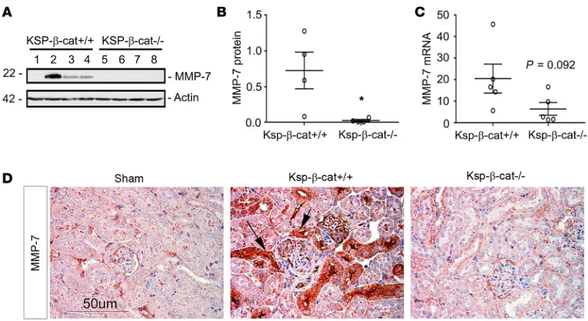 Figure 4. Renal expression of MMP-7 is reduced in Ksp-β-cat–/– mice after Ang II infusion