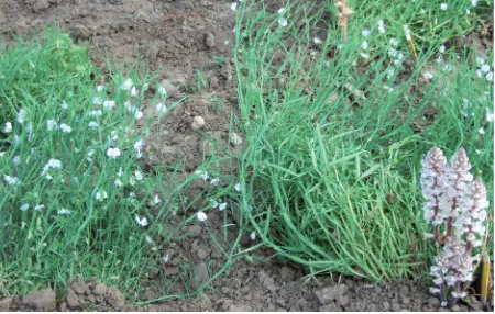 Figure 4. Grasspea breeding line resistant (left) versus susceptible (right) to Orobanche crenata