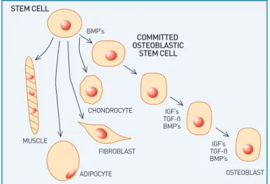 Figure 2: Schematic showing differentiation of a stem cell into an  active osteoblast, and demonstrating the influence of BMP-2
