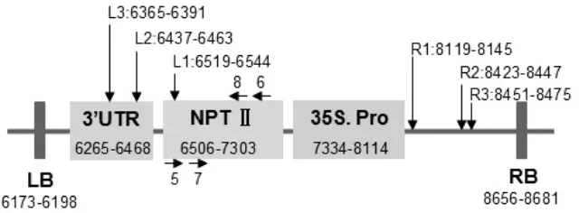Figure 1. Map of the T-DNA region with binary vector pCAMBIA2300 for cotton callus transformation (see GenBank accession AF234315)RB and LB represent the left border and the right border, respectively; L1-3 and R1-3 represent the Tail-PCR pri-mers adjacent to LB and RB; numbers 5/6 are used to identify the positive transformants and used as hybridization probe, and 7/8 was used as real-time quantitative PCR primers for the analysis of transgenic copies; the arrows indicate the direction of primers from the 5' to the 3' end