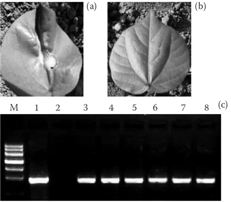 Figure 2. Identification of positive transgenic cotton plants: (a) kanamycin-sensitive, (b) kanamycin-resi-stant plants, (c) shows a conventional PCR of nptII M: marker; 1: positive plasmid control, 2: non-transgenic plant, 3–8: transgenic plants