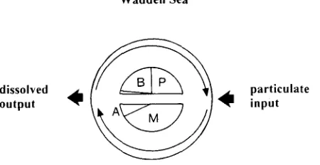 Fig. 4. Metabolism of the Wadden Sea ecosystem. Primary production is primarily accomplished by benthic (B) and pelagic microalgae (P), mineralization by "microorganisms" (MI in a wider sense, and by larger animals (A) 