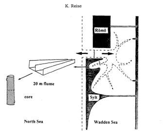 Fig. 5. Exchange processes between the Wadden Sea and the North Sea are measured in the tidal inlet between two islands connected with darns to the mainland, in a tidal channel of a smafl bay 