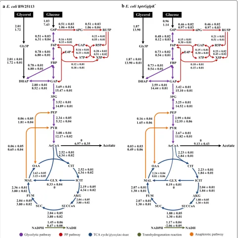 Fig. 2 Metabolic flux distributions of E. coli BW25113 (a) and the ΔptsGglpK* mutant (b)