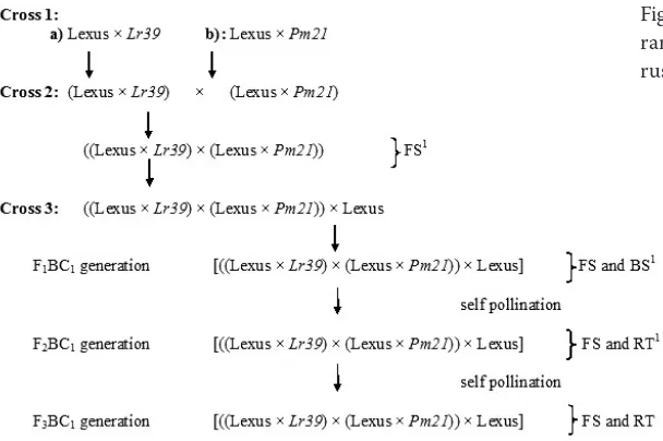 Figure 2. Partial map of wheat chromosome 2DS (B) of the markers is compared with reference maps from (A) Somers et al