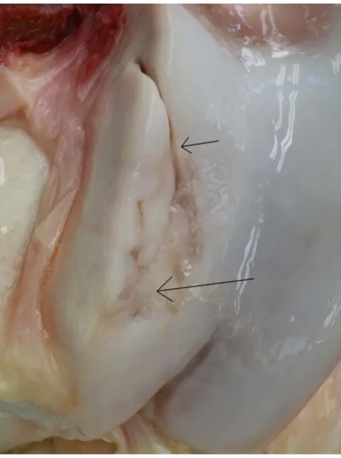 Figure 7Proximal centroquartale boneProximal centroquartale bone. Hereford bull. Ulcer with denuded bone >0.5 cm in diameter (arrow) in the articular 