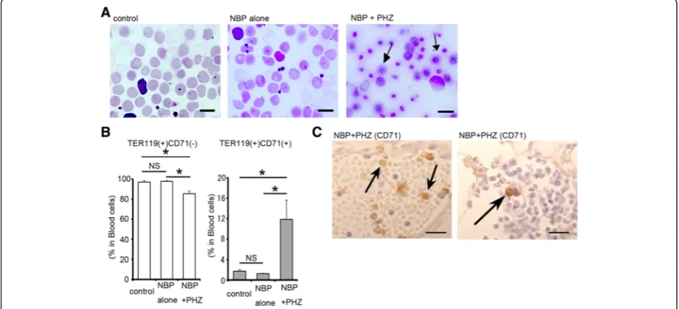 Fig. 2 Morphological analysis of peripheral blood. a Blood smears stained with May-Grünwald Giemsa stain in control animals and the animalstreated with NBP-alone (at 5 days after the NBP) and both NBP and PHZ (at 3 days after PHZ)
