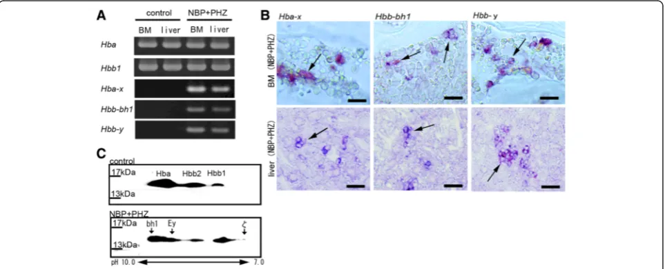 Fig. 4 Expression of embryonic globins in the BM and liver. a RT-PCR analysis of globin mRNAs in the BM and liver