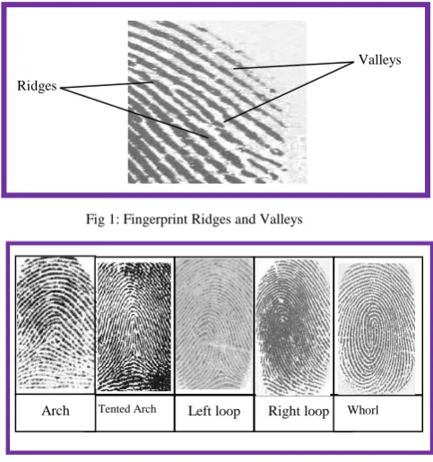 Fig 1: Fingerprint Ridges and Valleys 
